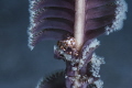   Muckdiving Anilao Philippines. Located this crab nestled fronds Sea Pen. image taken 105mm lens Nikon D850 DX mode. Muck-diving Muck diving Philippines Pen mode  